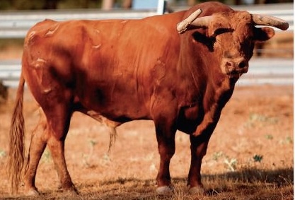 Celles de Zacarías Moreno pour Colmenar : Chiffon et fabrication