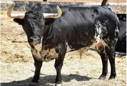 Les taureaux Algarra pour Roca Rey à Colmenar