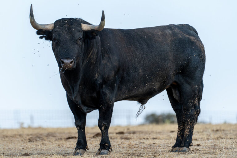 Bois de chauffage de Victorino pour le 3 septembre à Daimiel