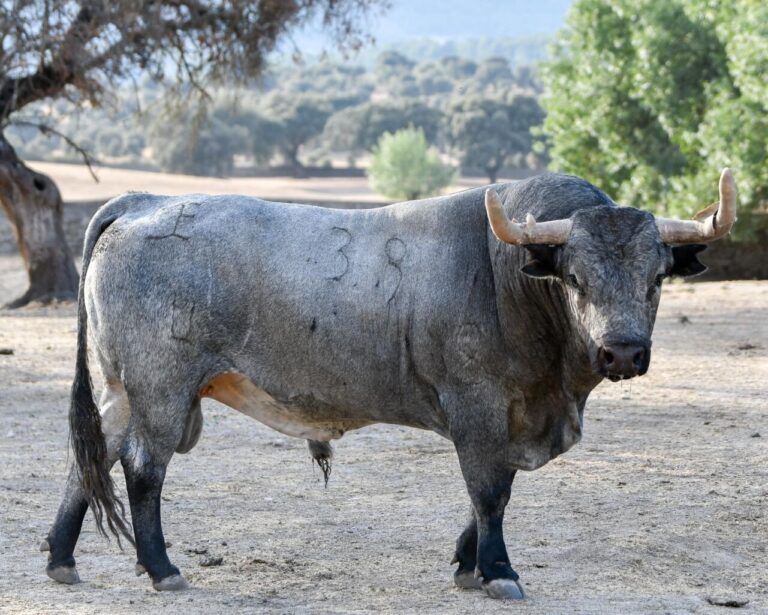 José Escolar : Rag et sérieux pour Arles (Photographies)