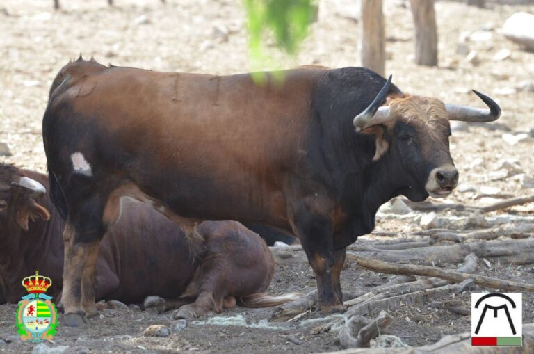 Les &lsquo;Cebadas&rsquo; qui ouvriront le Villaseca Gold Potter