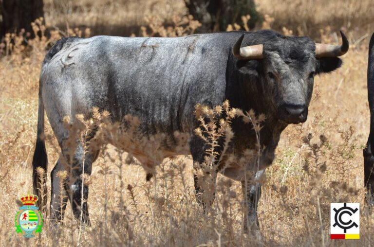 Les &lsquo;santacolomas&rsquo; de La Quinta pour le Villaseca Gold Potter