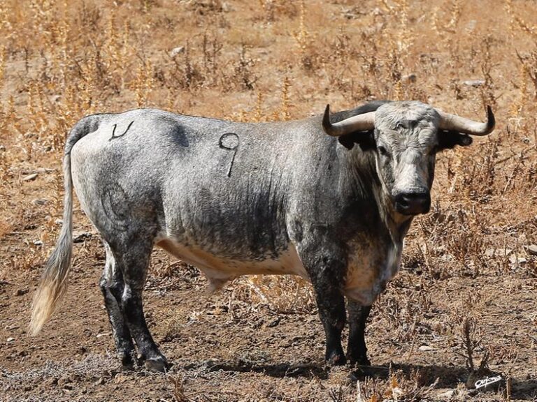 Les taureaux du spectaculaire défi de l&rsquo;élevage de Santa Coloma pour Illescas