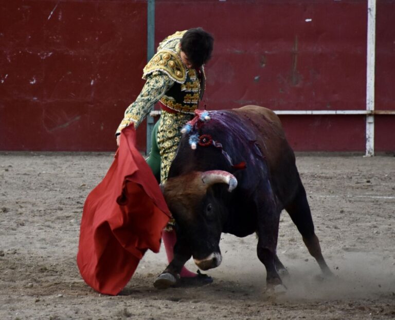 Récital de tauromachie par Daniel Medina avec les braves &lsquo;Ibanes&rsquo; à La Granja