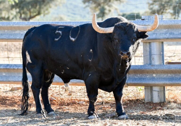 Spectaculaire « Montecillos » pour Arganda del Rey