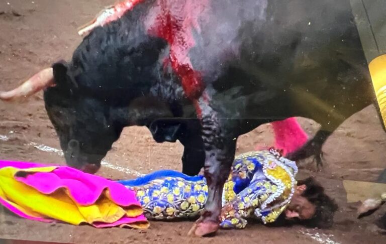 Tâche énorme de Roca Rey à un taureau dangereux, qui l&rsquo;a attrapé pour le tuer.  Matías González lui refuse délibérément la deuxième oreille