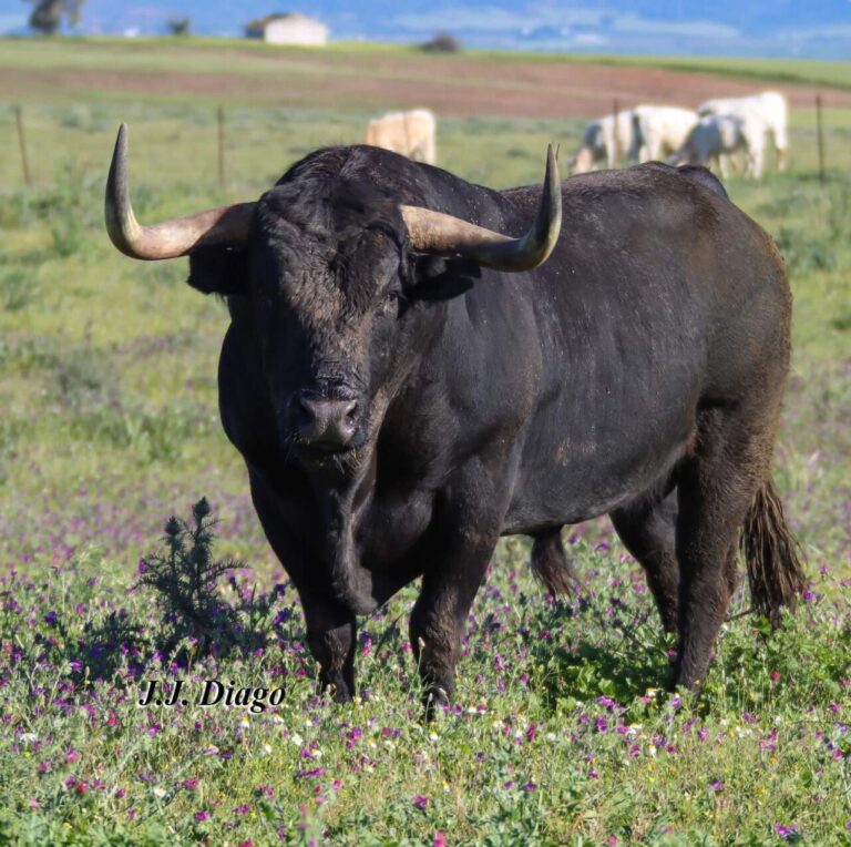 Zahonero, la terrifiante Miura de Satine pour Burriana