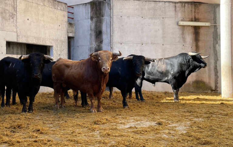 &lsquo;Metiche&rsquo; ouvre celui de La Palmosilla cet après-midi à Abarán