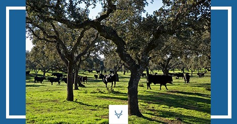 L&rsquo;UCTL organise à Séville la conférence &lsquo;Opportunités de la Dehesa andalouse&rsquo;