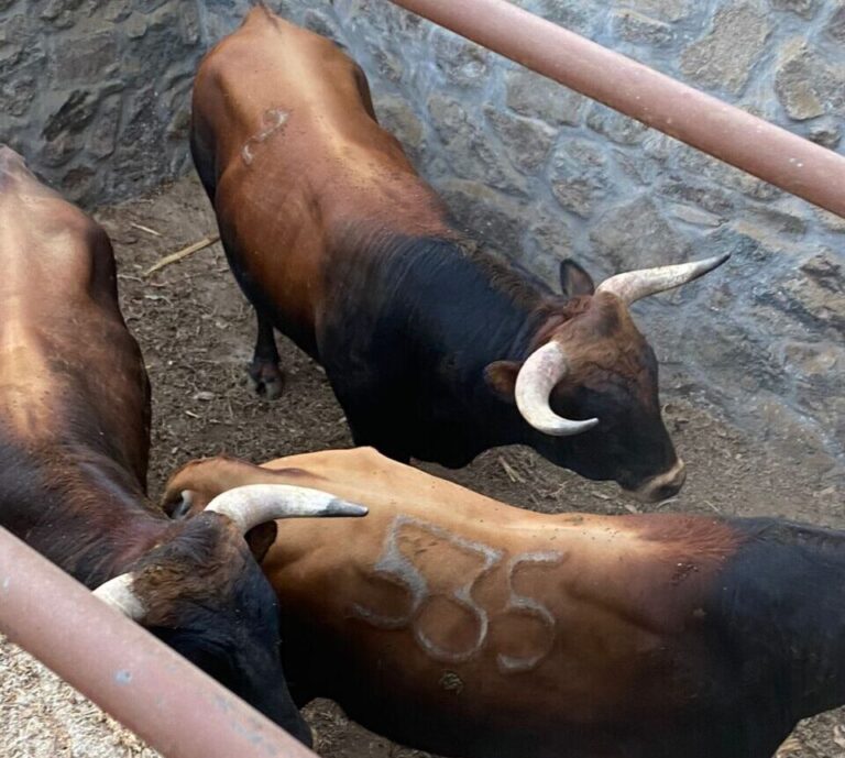 foule historique et prêt les taureaux de Santa Rosa de Lima