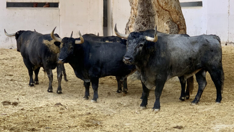 De &lsquo;Pachunqueño&rsquo; à &lsquo;Plazuelo&rsquo;, pour le duel Victorinos Rafaelillo-Ferrera à Murcie