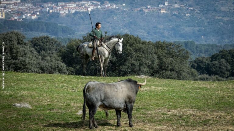 El Fundi : &lsquo;Arles c&rsquo;est très spécial pour moi, on a une corrida qui peut donner du spectacle&rsquo;
