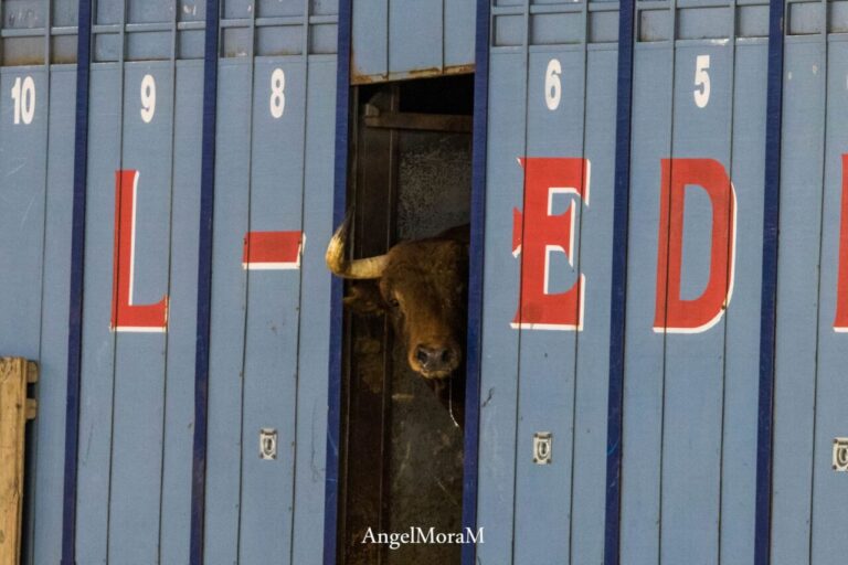 El Montecillo, Fuente Ymbro et Los Chospes: c&rsquo;était le retour des démunis à Albacete