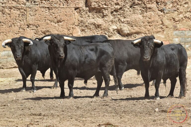 Enchiquerados les taureaux de différents troupeaux pour l&rsquo;enclos de Ventura à Mérida