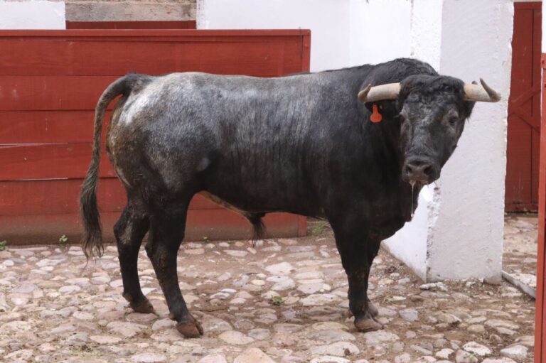 L&rsquo;enfermement de Los Ébanos est déjà dans les corrals de Zacatecas pour la Corrida del Escapulario