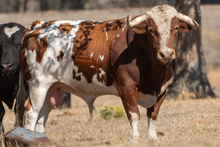 Les &lsquo;Galaches&rsquo; pour Morante, Emilio de Justo et Joselito Adame dans Corella