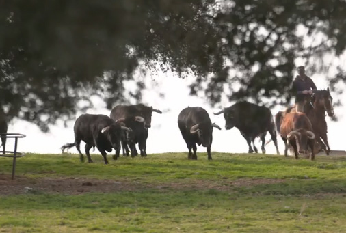 Les taureaux d&rsquo;El Puerto pour l&rsquo;affiche qui clôture la saison à Dax