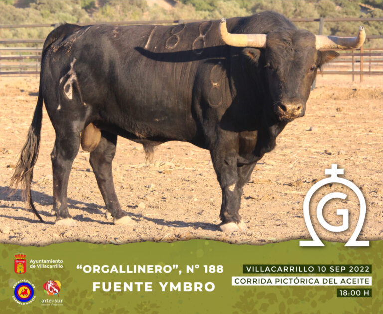 Les taureaux de Fuente Ymbro pour Villacarrillo