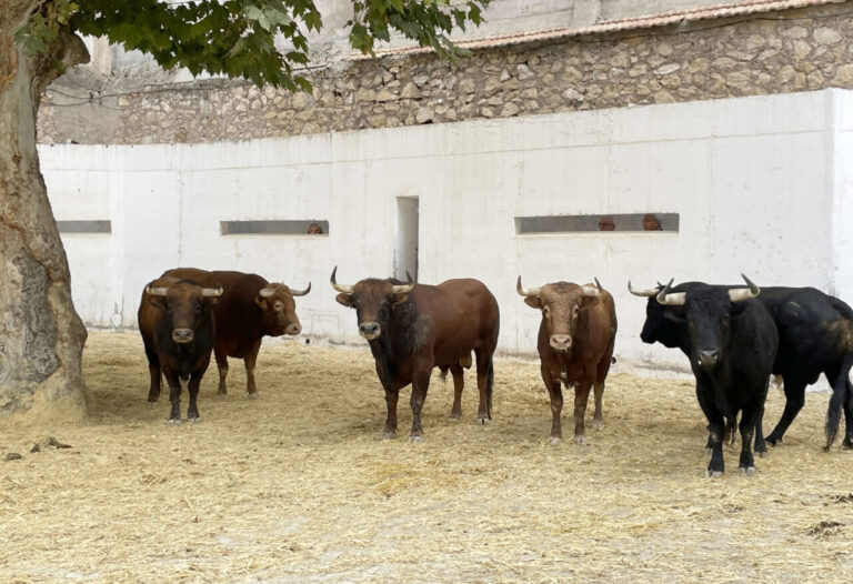 &lsquo;Pardillo&rsquo;, de Núñez de Tarifa, ouvrira la Foire de Murcie