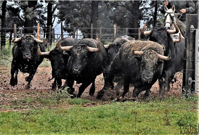Sérieuse fournée de Cura de Valverde pour la fin de saison à Istres