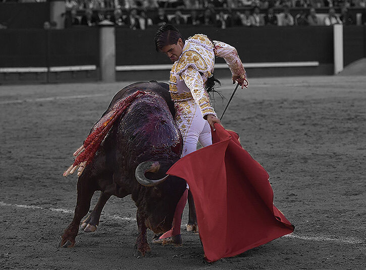 Francisco de Manuel: « Je savais que le 12 octobre pouvait donner une bonne dimension, c&rsquo;était de la chair et du sang comme Talavante et Roca Rey »