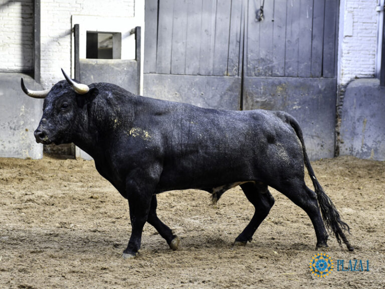 Fernando Alvárez, éleveur de Valdellán: « Ce n&rsquo;était pas la meilleure corrida, même si j&rsquo;ai vu de bonnes choses après toute la gestion de ces derniers jours »