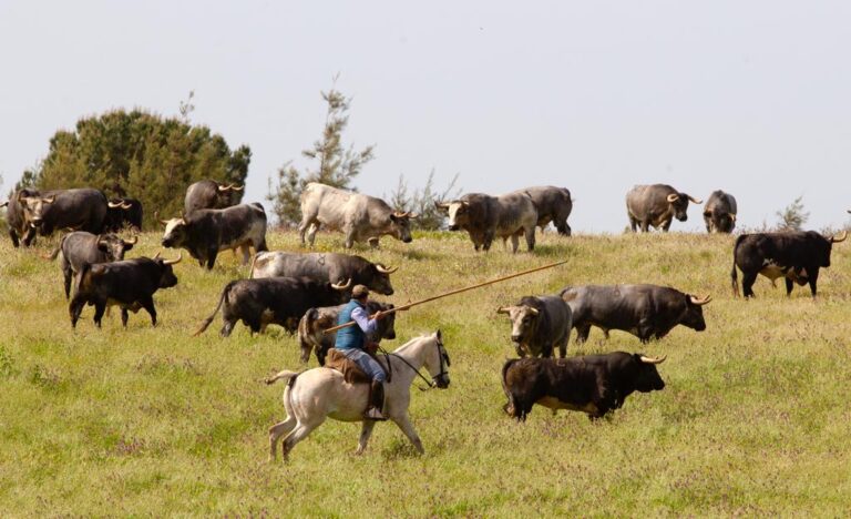 La Quinta fera ses débuts avec une corrida à Séville 2023
