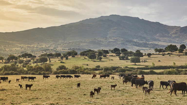 Le CAM et l&rsquo;UCTL présenteront le projet &lsquo;Naturalmente Bravo Madrid&rsquo; mardi prochain