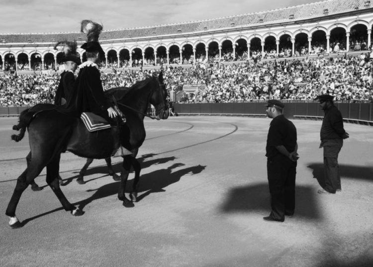 Les bouvillons sont prêts pour le festival qui lèvera le rideau sur la saison à Séville