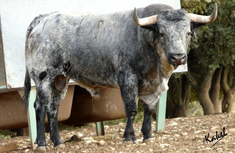 Les taureaux de Los Maños pour leurs débuts avec une corrida à Saragosse