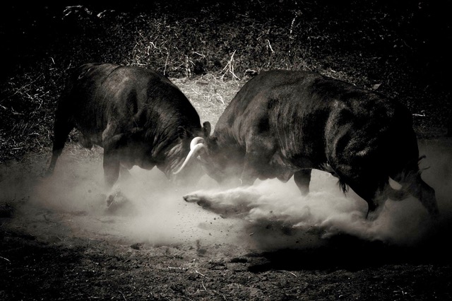 Bravo la viande, un pari fondamental et nécessaire
