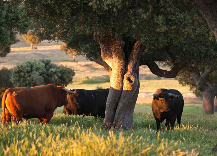 « Le roi des pâturages ne mérite pas de mourir à genoux »
