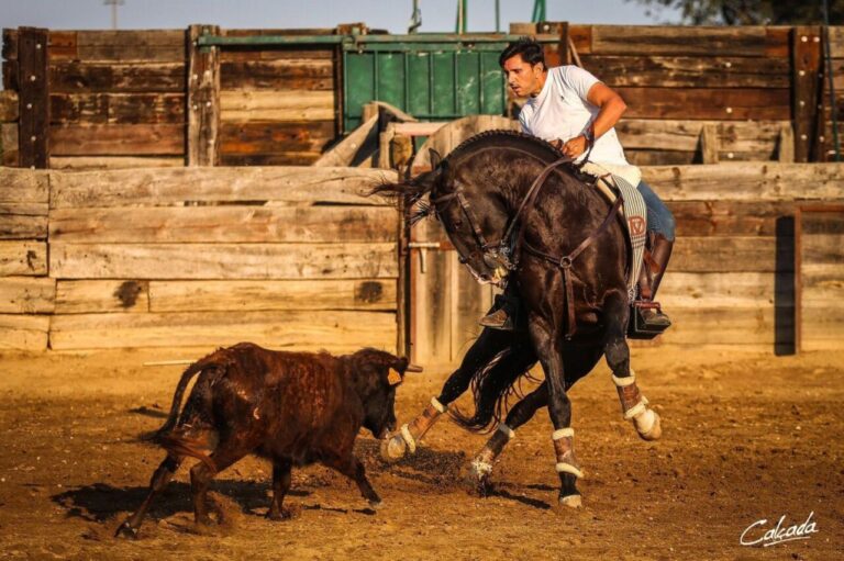 Ventura présente une écurie de gala pour sa tournée mexicaine