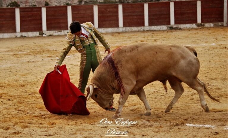 « J&rsquo;aurais aimé participer au Circuito de Novilladas de Madrid »