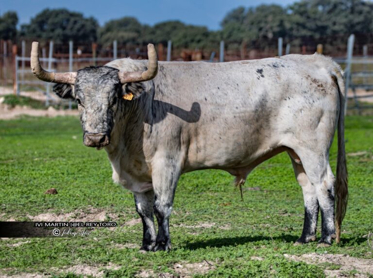 Un cheptel de grandes foires