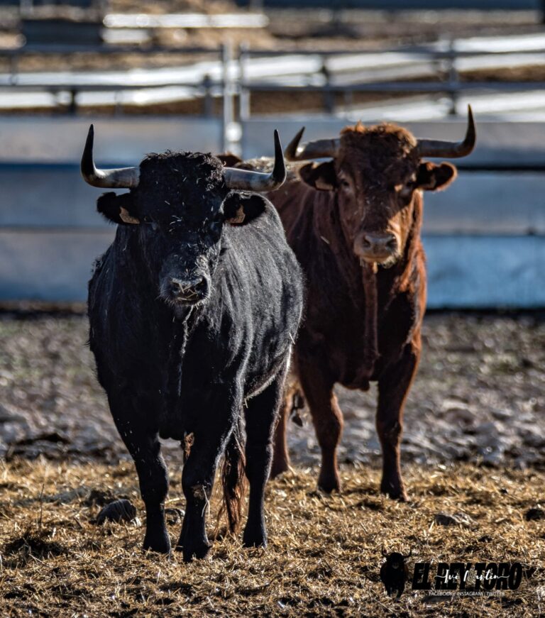 l&rsquo;aventure de la Casta Vazqueña