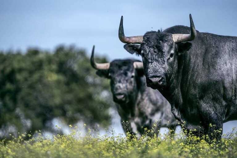 le fléau du monde taurin