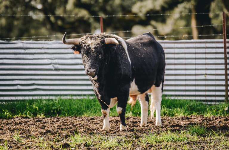 Barcial, joyau génétique de Campo Charro