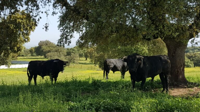 Castillejo de Huebra, une portée de luxe pour 2017