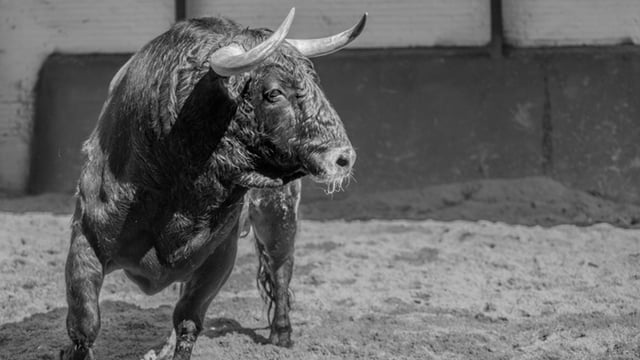 Le taureau est un collaborateur du torero