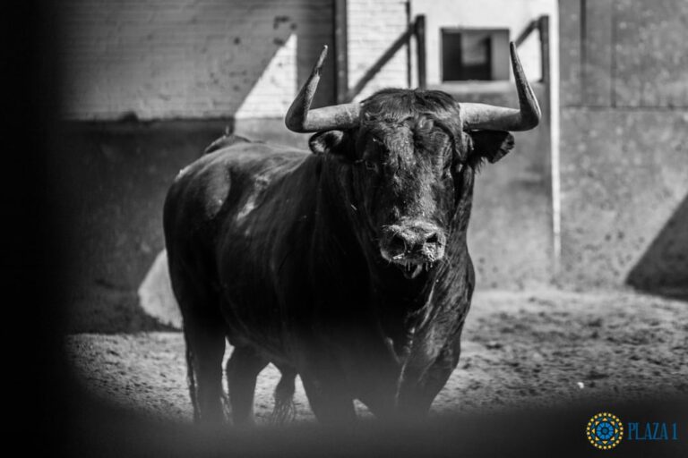Le taureau n&rsquo;a pas de tempérament, il a du rythme.