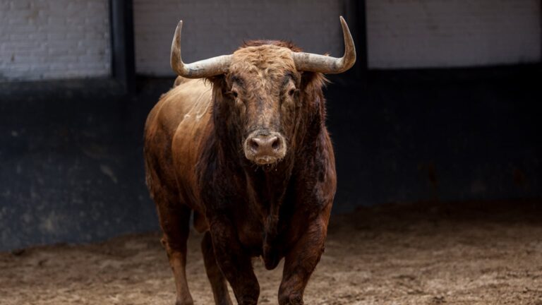 Le taureau n&rsquo;a pas de tempérament, il a du rythmeLe taureau n&rsquo;a pas de tempérament, il a du rythme