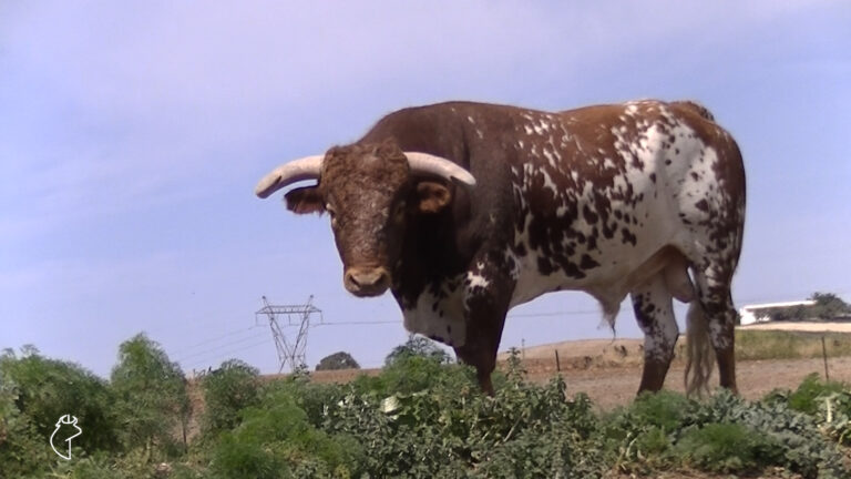 L&rsquo;élevage de bétail de la Casa de los toreros, le pardon de &lsquo;sereno&rsquo; à Huelva et la figure de &lsquo;El Cordobés&rsquo;, contenu de cette semaine