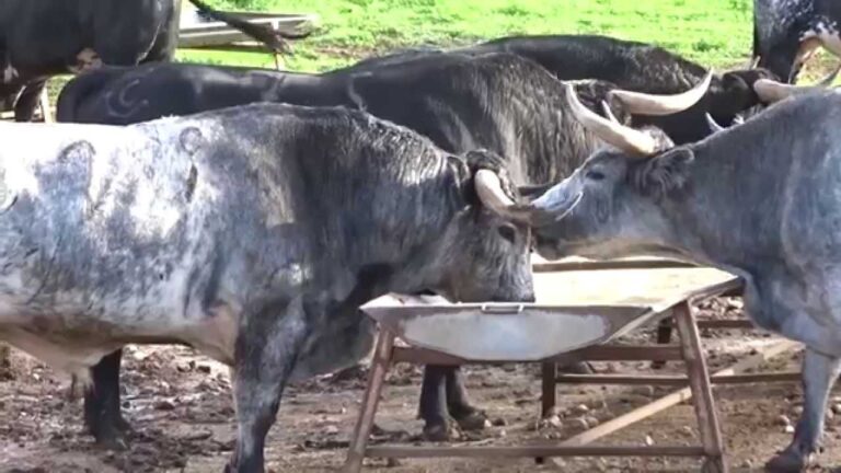 L&rsquo;élevage du taureau de combat, une attraction touristique