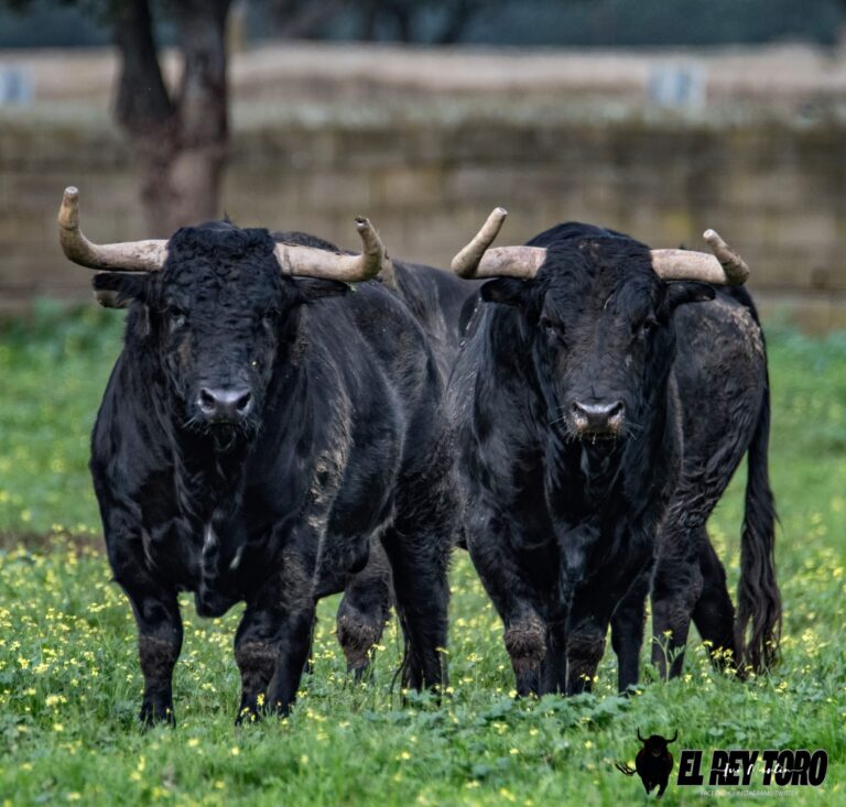 Les taureaux de Juan Manuel Criado pour 2023
