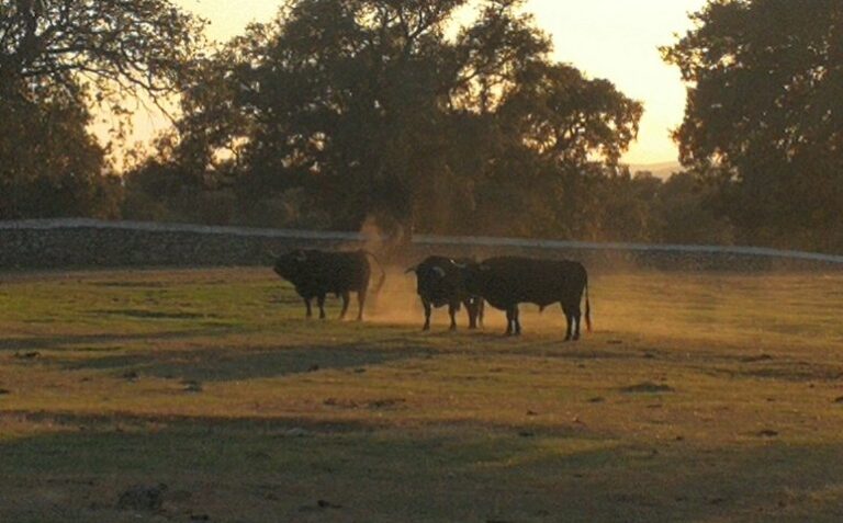 Luis Algarra un 2018 plein d&rsquo;illusions