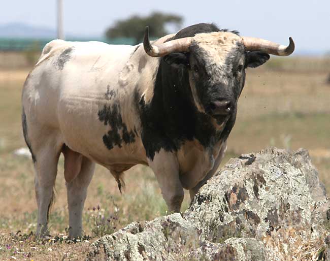 &lsquo;Monteviejos&rsquo; à Ajalvir |  mundotoro.com