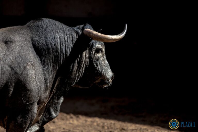 Respect maximum au taureau |  de la ruelle