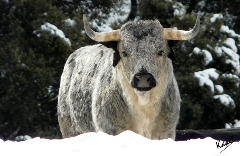 Los Maños, la première ferme bovine annoncée par Tauroemoción pour la foire Huesca 2023