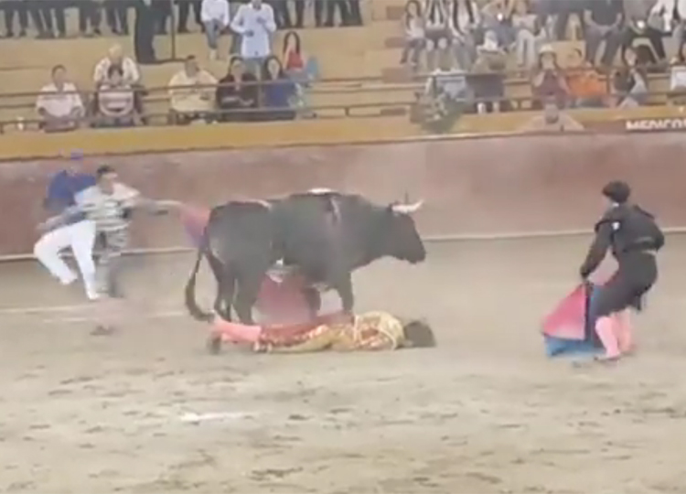 José Daniel Ayala, inconscient dans l&rsquo;arène de Cadereyta